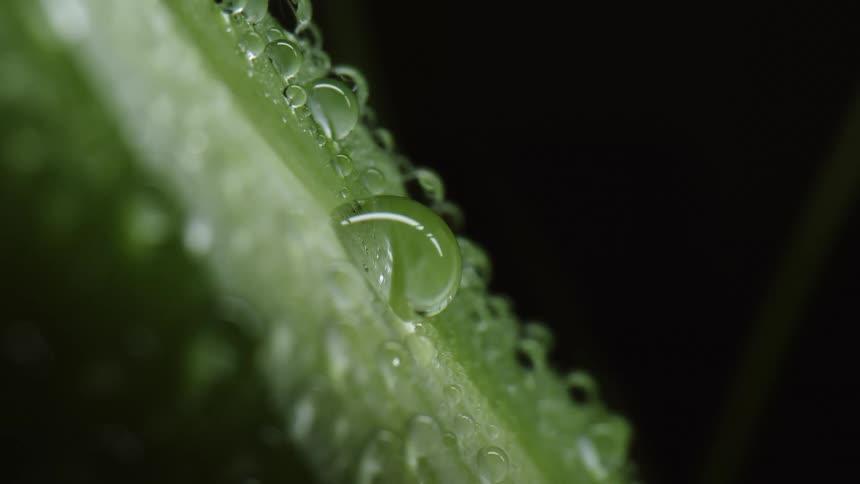 Drops of dew sit on the surface on a green vegetable