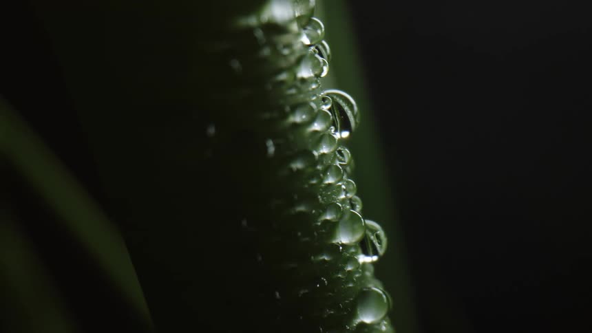 Close up view of water droplets on a green leaf