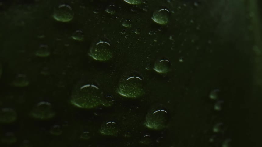 Drops of dew on a leaf