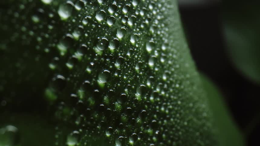 Beads of water cling to a green plant