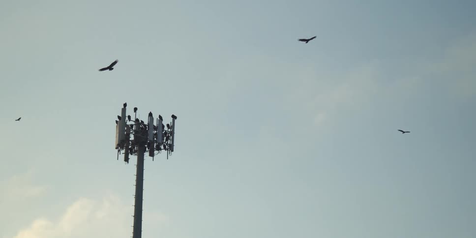The birds fly around the sky
