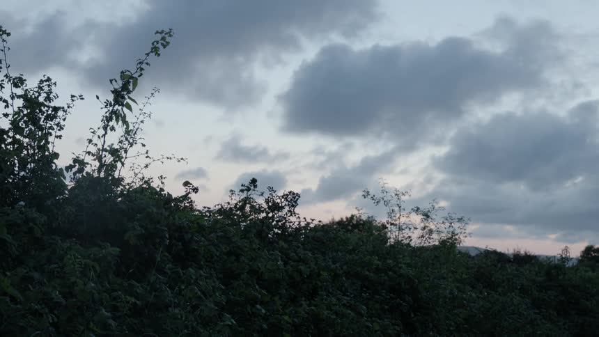 View of a dense thicket and clouds in the sky