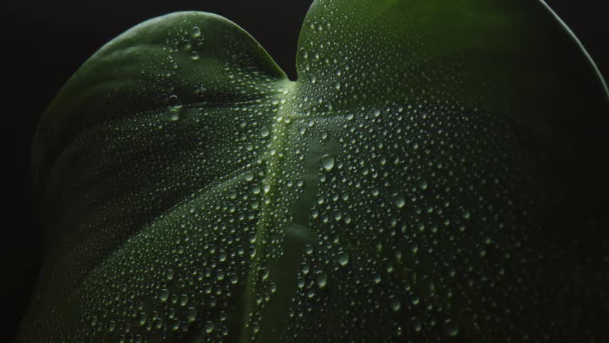 The plant is covered with beads of water
