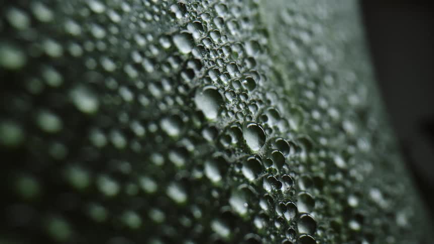 Water droplets on the surface of a green leaf