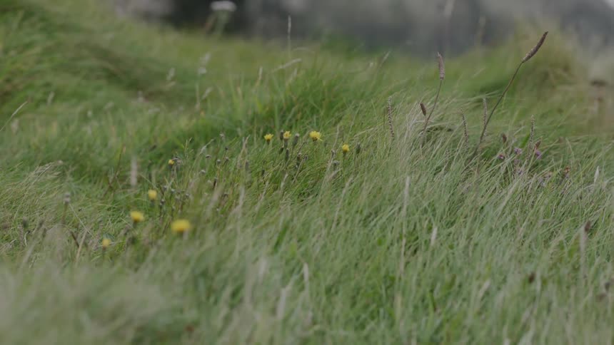 Close up of grass and dandelions blowing in the breeze on a field
