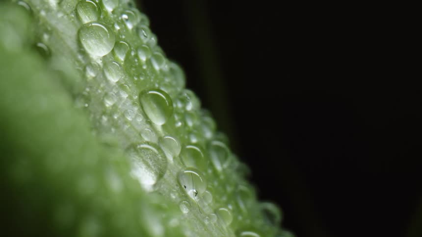 Close up view of the water droplets on the green leaf