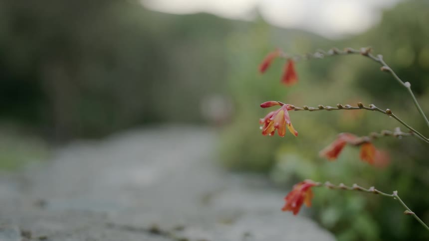 Several flower blooms wither beside a path through a forest