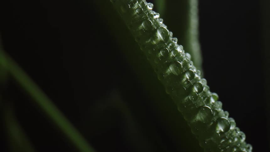 Dew on the stem of a plant