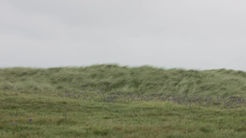 Long grass sways in the wind on a hill