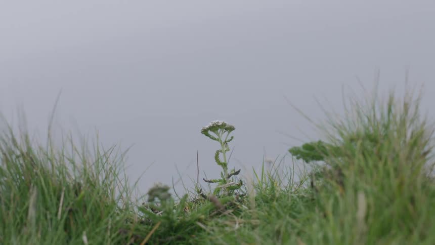 Close up of grass and weeds blowing in the breeze in a field