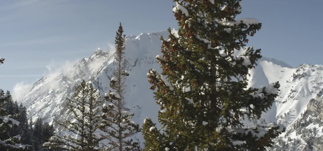 The tall trees rise in front of the mountain