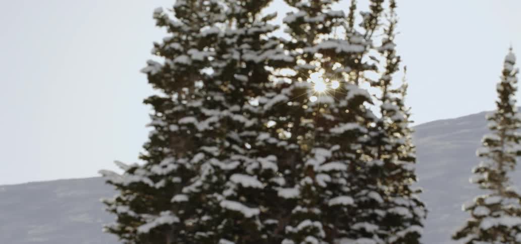 The tree in front of the mountain is covered with snow
