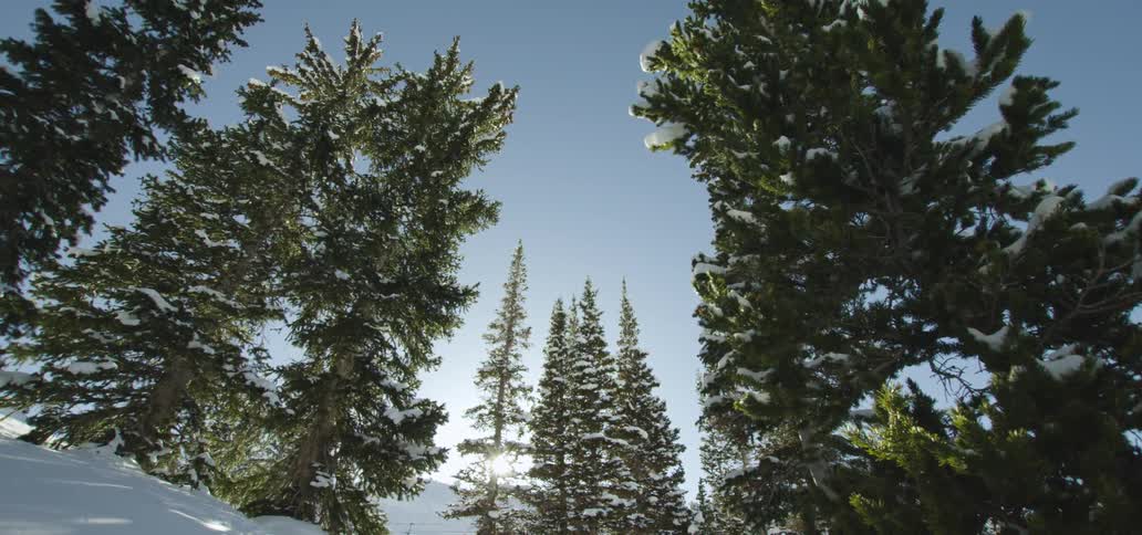 Snowyforest under a blue sky