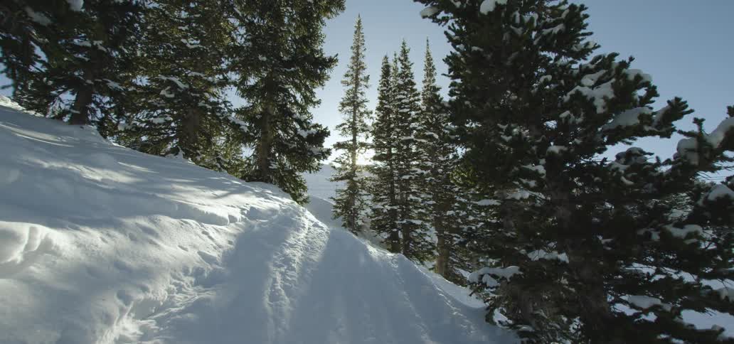 The sun shines through the evergreen trees on a snowy slope