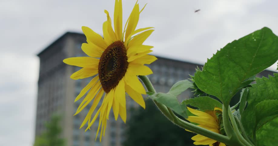 A bug flies around the sunflower
