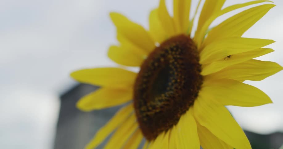 An insect on a sunflower