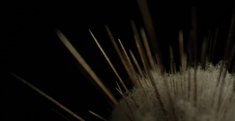 A cotton ball with spikes coming out of it with a black background