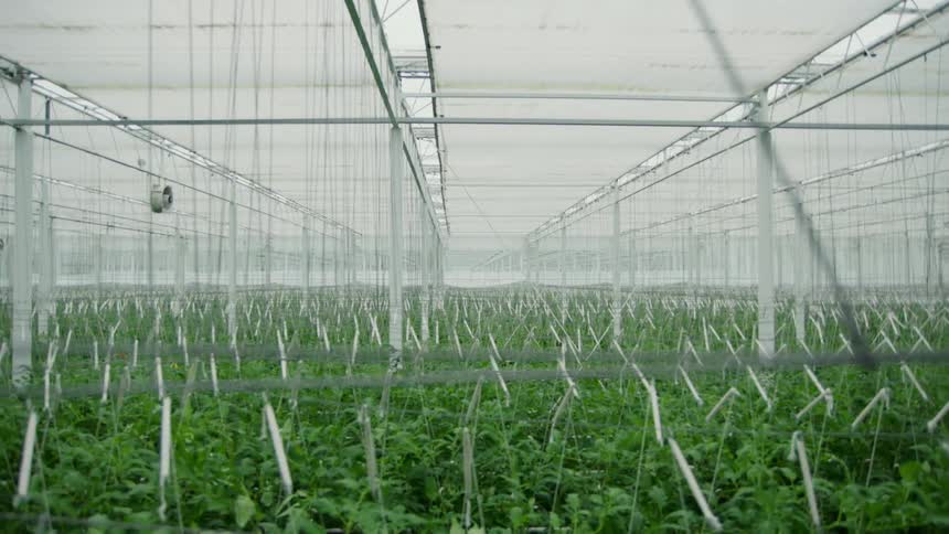 Plants growing in a factory greenhouse