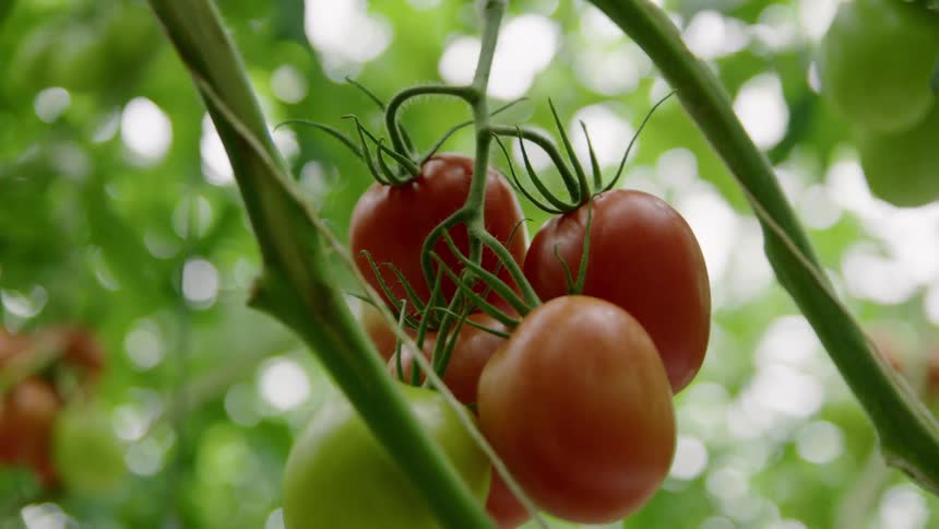 Red and green tomatoes growing on plant in farm