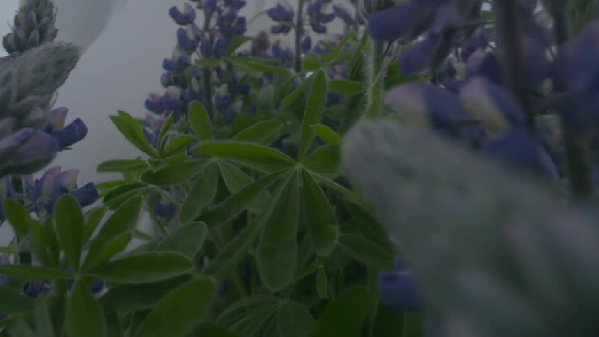 White robes are moving over some purple flowers