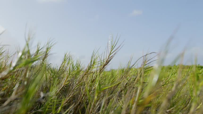 Landscape view of a field