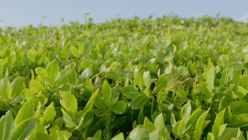Plants in a field blowing in the breeze