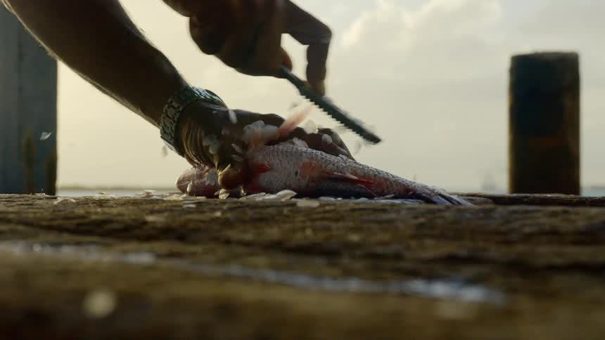 Male holding down a fresh fish with one hand while scaling it using a fish scaler in the other hand