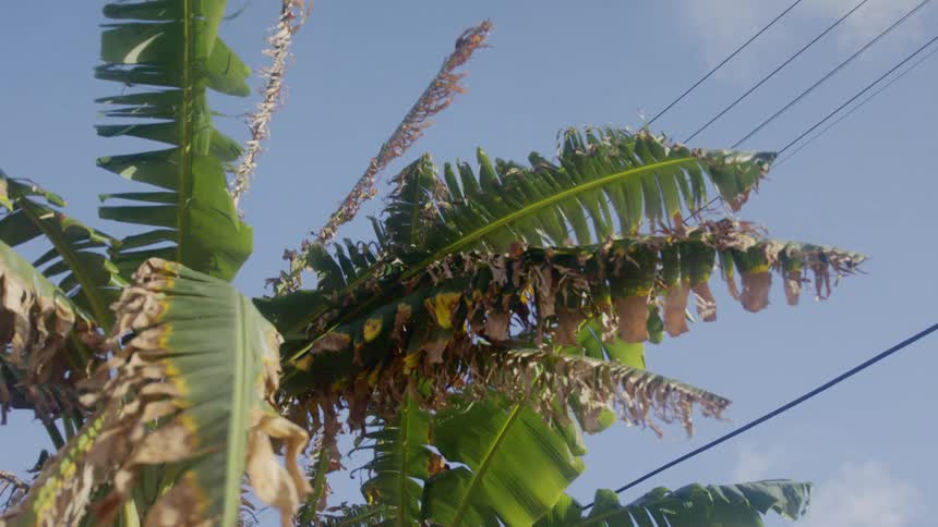 Plantain tree on a clear day