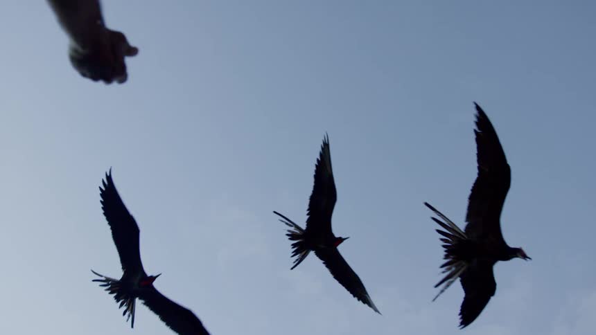 A man throws food up towards birds