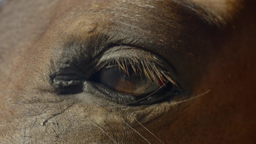 Close up of a horses eye as it blinks