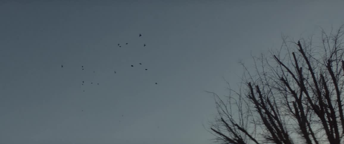 Birds flying across the sky