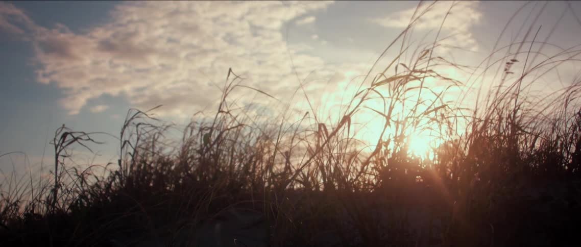 Close up of wheat grass swaying in the breeze at sunset