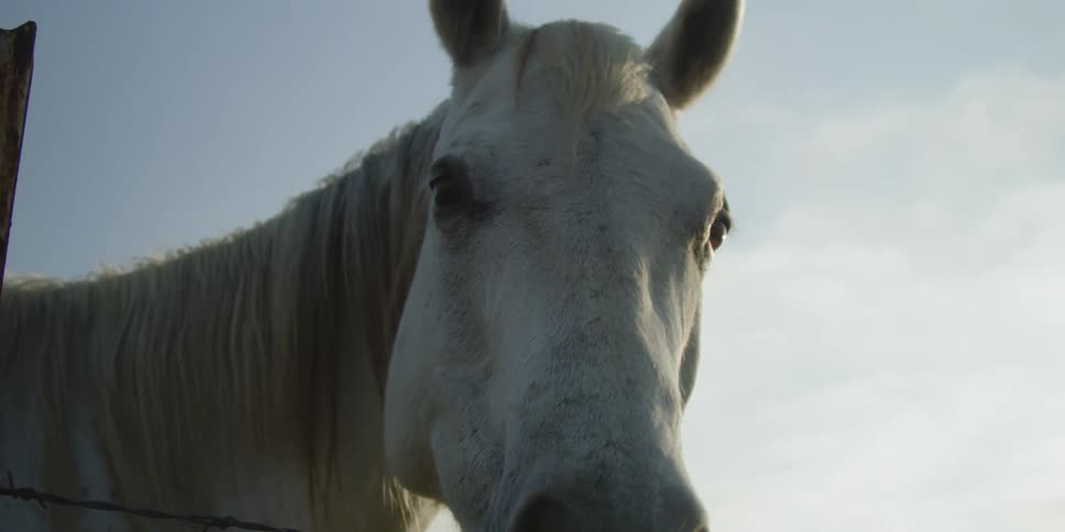 A horse eating grass near a barbed wire fence
