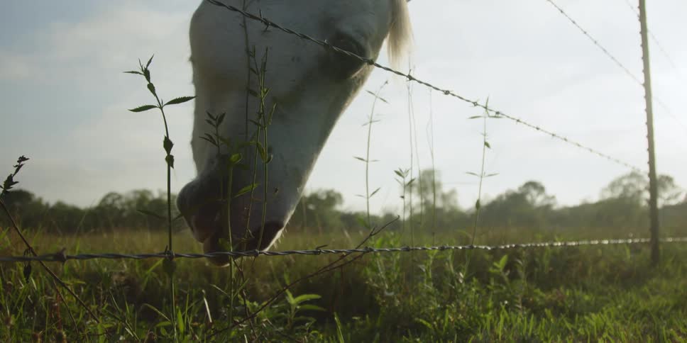 A horse grazes on some grass near a barbed wire fence