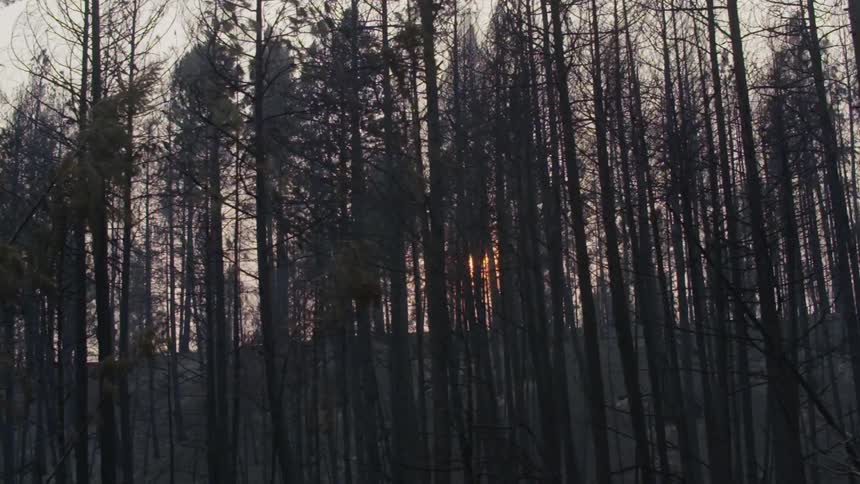 The sun shines through tall trees in the woods
