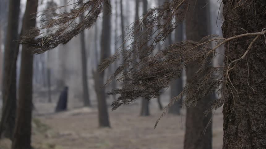 An empty forest has only one person wearing all black on a cloudy day