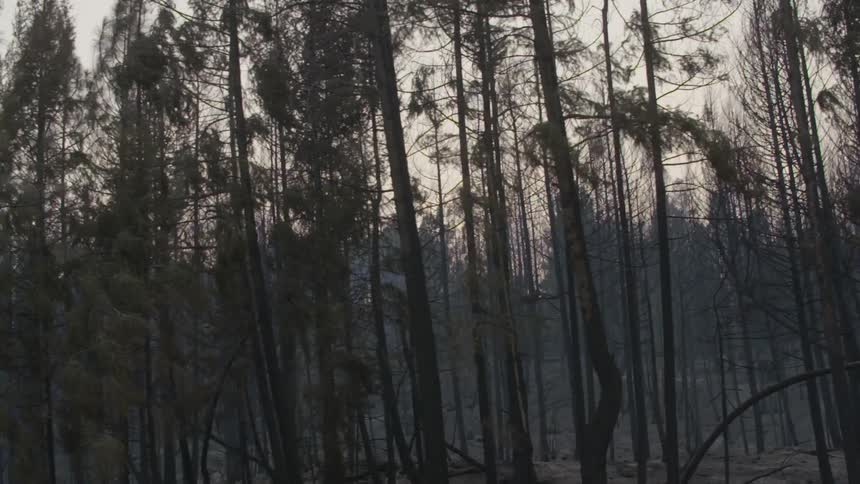 View of forest trees on a winter day