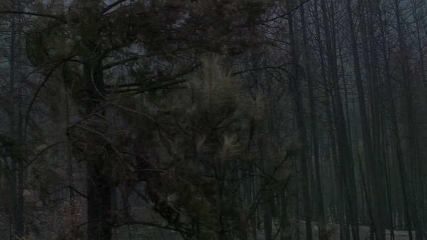 A dense forest has heavy fog with a hill in the distance