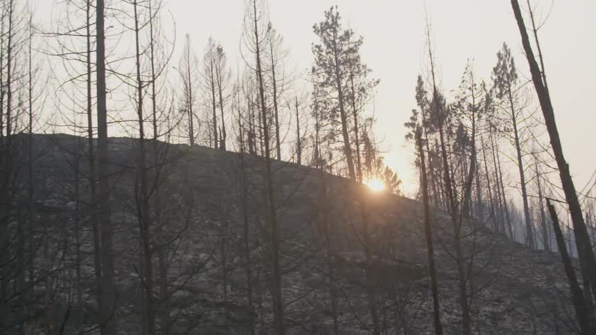 Trees on a hillside