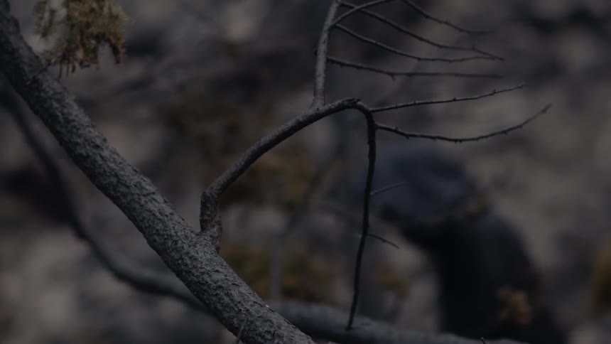 A cloaked figure passes behind bare branches in the woods