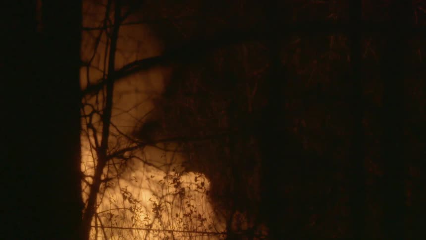 A fire in the woods