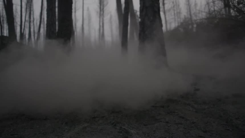Fog rolls across the ground of a forest