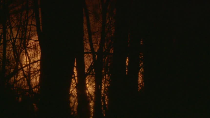 A fire burns in the forest at night