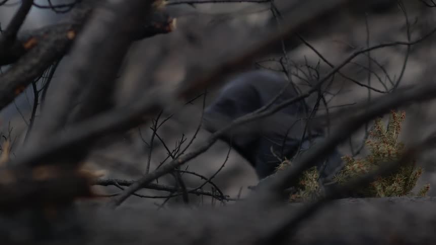 A black-cloaked figure walking through trees
