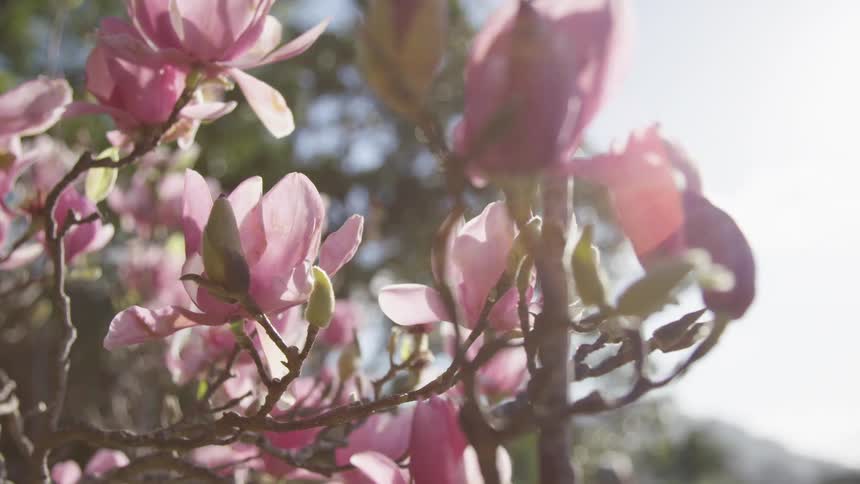 Flowers blooming under the sun on a clear day