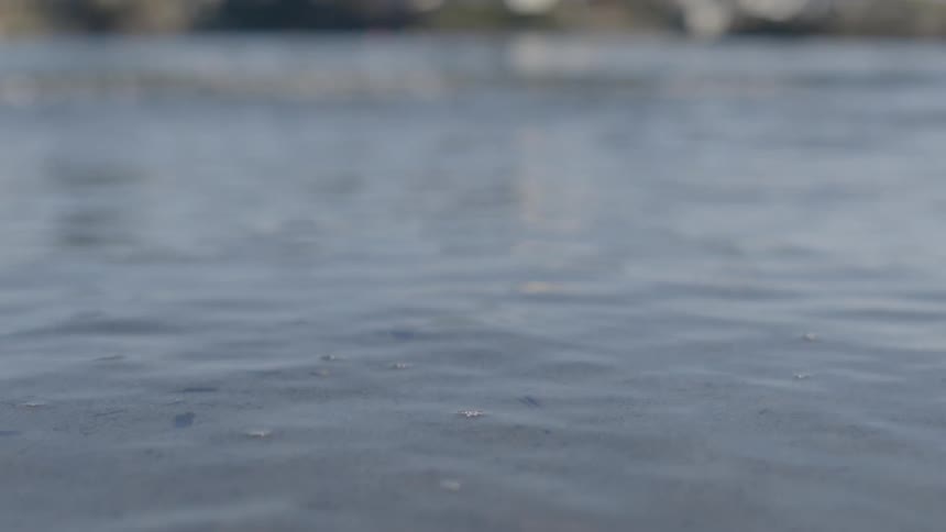 The calm surface of a body of water undulates