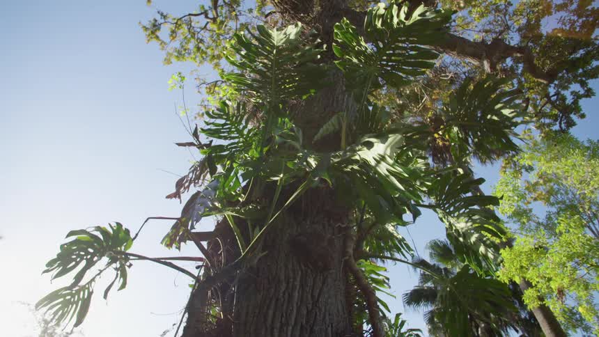 Palm trees sit under a bright blue sky