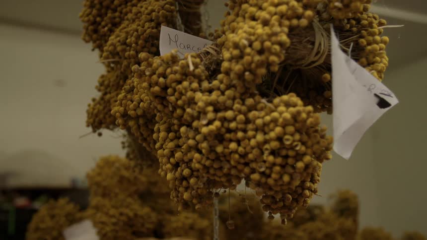 Seeds hanged up in a room with notes on it