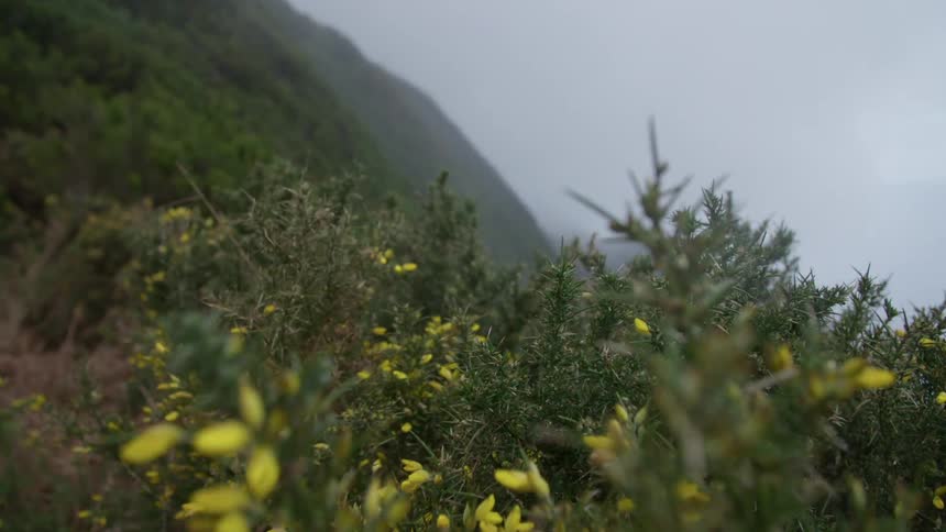 Close up of wildflowers blowing in the wind on the hillside