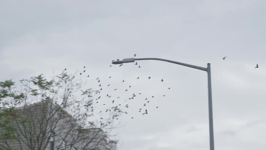 Flock of pigeons fly through city at day